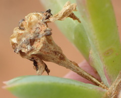Malephora uitenhagensis