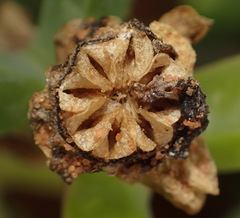 Malephora uitenhagensis