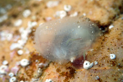 Phlebobranchia
