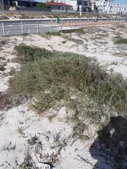 Passerina ericoides