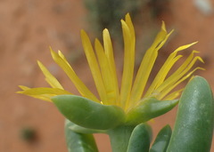 Malephora uitenhagensis