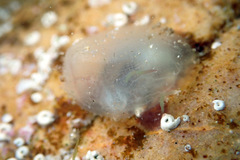 Phlebobranchia