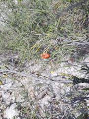 Passerina ericoides