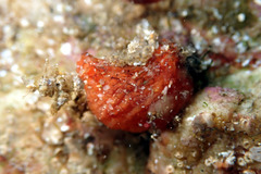 Pyura fissa
