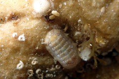 Ischnochiton variegatus