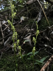 Habenaria leptoloba