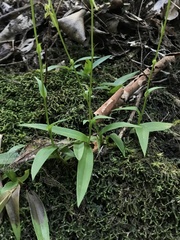 Habenaria leptoloba