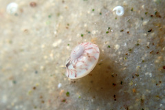 Notogibbula preissiana