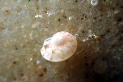 Notogibbula preissiana