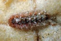 Acanthochitona bednalli