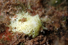 Clathrina