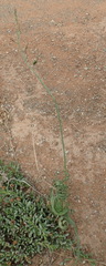 Dipcadi brevifolium