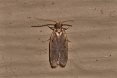 Hoplostega ochroma