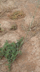 Dipcadi brevifolium