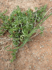 Dipcadi brevifolium