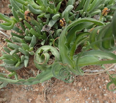 Dipcadi brevifolium