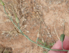 Dipcadi brevifolium