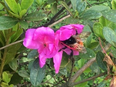 Bombus bicoloratus