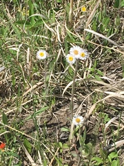 Erigeron pulchellus