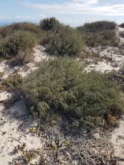 Passerina ericoides