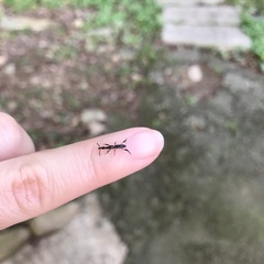 Cyphagogini