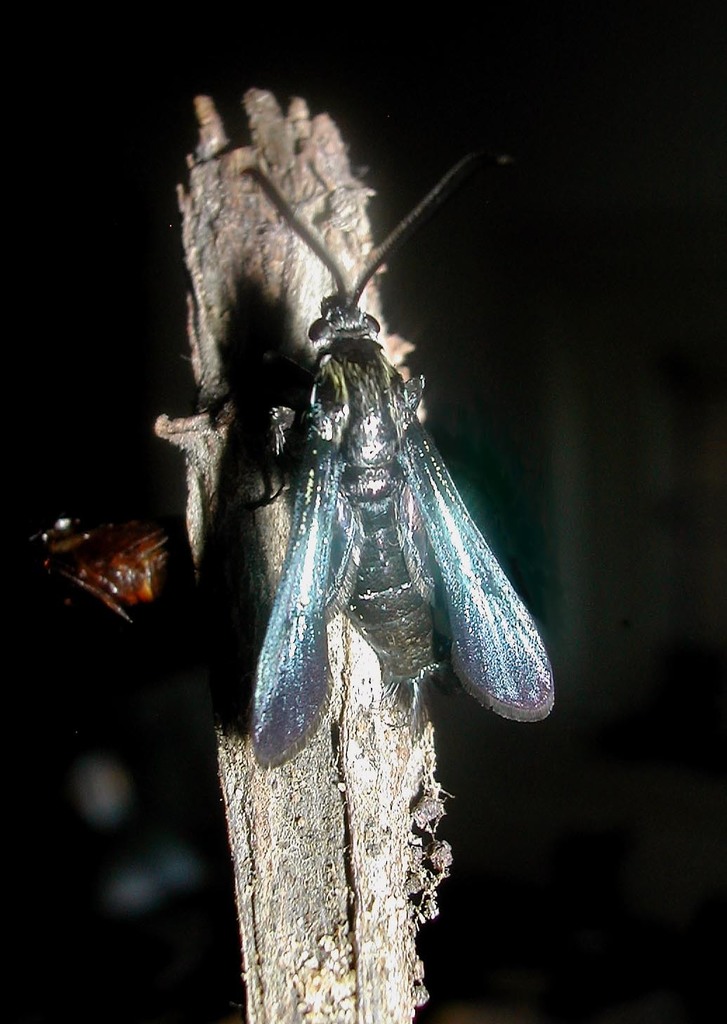 Nokona carulifera