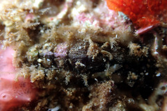 Acanthochitona pilsbryi