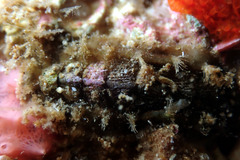 Acanthochitona pilsbryi