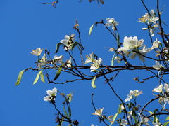 Bauhinia variegata candida