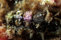 Acanthochitona pilsbryi