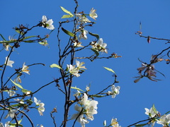 Bauhinia variegata candida