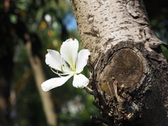 Bauhinia variegata candida