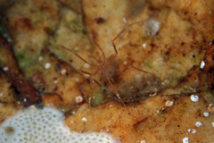 Nymphon aequidigitatum