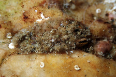 Acanthochitona pilsbryi