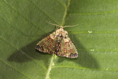 Metalectra geminicincta