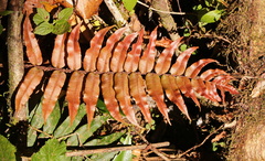 Blechnum falciforme
