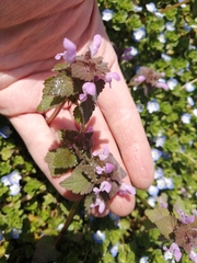 Lamium purpureum