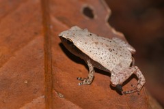 Plethodontohyla notosticta