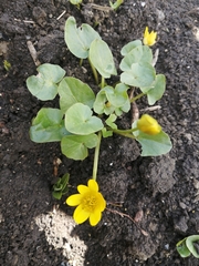 Ficaria verna