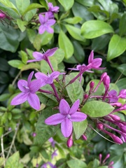 Pseuderanthemum laxiflorum