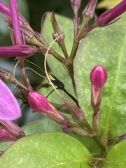 Pseuderanthemum laxiflorum