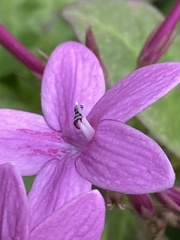 Pseuderanthemum laxiflorum
