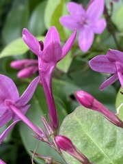 Pseuderanthemum laxiflorum