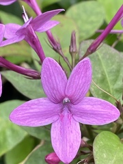 Pseuderanthemum laxiflorum