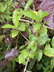 Pseuderanthemum laxiflorum