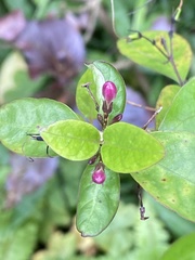 Pseuderanthemum laxiflorum