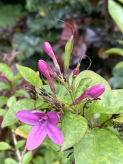 Pseuderanthemum laxiflorum