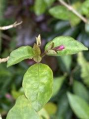 Pseuderanthemum laxiflorum