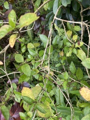 Pseuderanthemum laxiflorum