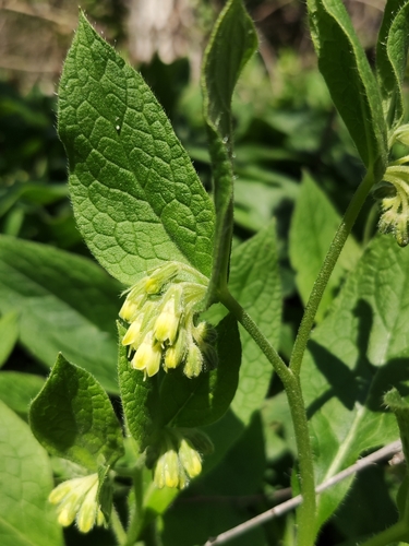 Tuberous comfrey (Symphytum tuberosum)